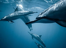 北美世界杯-WTT重庆冠军赛-孙颖莎2-4不敌蒯曼无缘4强